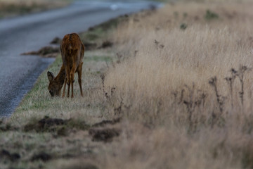 Grasendes Reh an einer Straße im Nationalpark De Hoge Veluwe