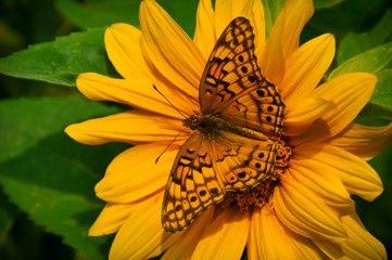 Butterfly on a Flower