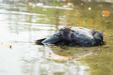 Dead pigeon floating on water