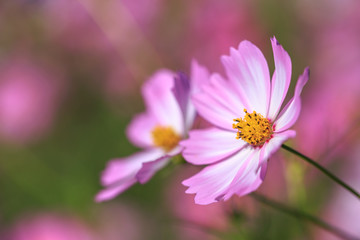 Obraz premium コスモス畑＠長崎県諫早市白木峰