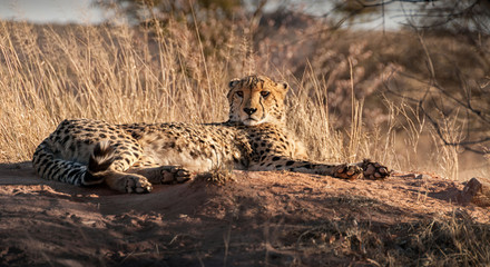 Resting Cheetah in Mantobeni, South Africa