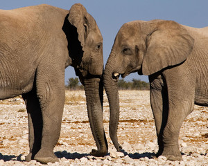 Two male elephants greeting each other in Etosha