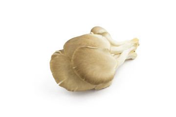 oyster mushroom on white background