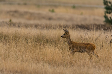 Obraz na płótnie Canvas Junges Reh in der Graslandschaft des Nationalparks De Hoge Veluwe