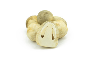 Volvariella volvacea, Straw Mushroom on white background..