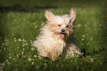 havanese dog on meadow