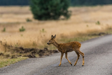 Reh überquert eine Straße im Nationalpark De Hoge Veluwe