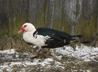 Domestic duck on farm yard