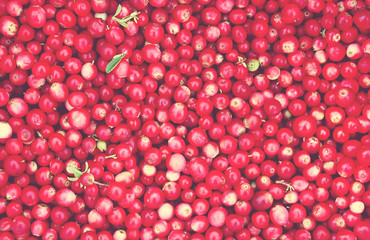 Freshly picked cranberries