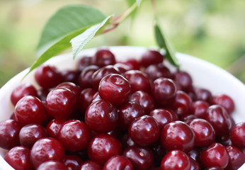 Fresh ripe cherries