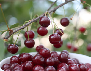 Fresh ripe cherries on a tree