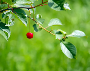 Fresh ripe cherry on a tree