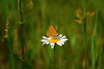 Butterfly sitting on chamomile, summer background. Large copper (Lycaena dispar) beautiful orange butterfly feeding nectar on chamomile