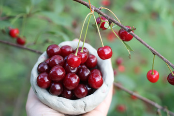 Fresh ripe cherries in handmade clay cup