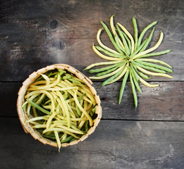 Green beans in sunlight