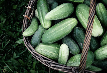 Fresh ripe cucumbers