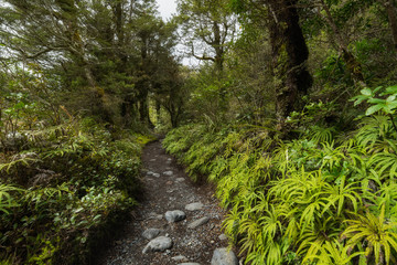 Path through Beech forest