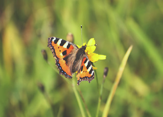 Butterfly at summer