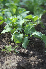 Radish in the ground