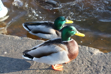 Duck birdы outdoors