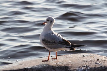 Seagull on a coast