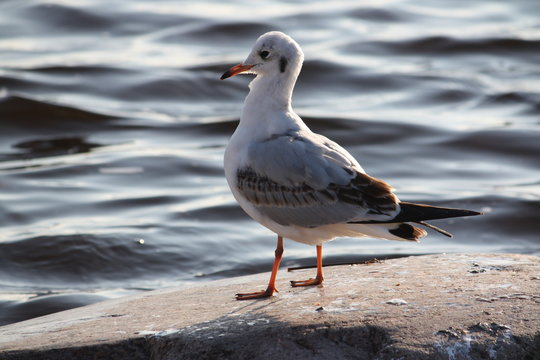 Seagull on a coast