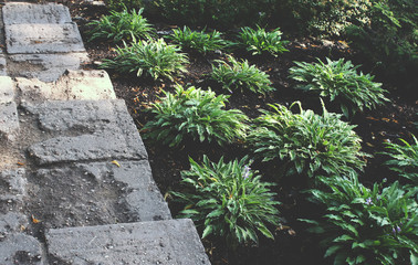 Green plants in the park