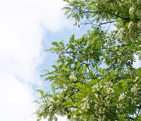 White acacia flowers