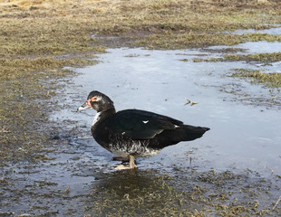 Domestic duck on farm yard