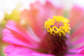 close up pink flower bloom,selective focus.
