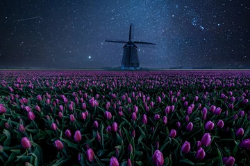 Foto auf Acrylglas Night Field of Tulips and Windmill © firewings