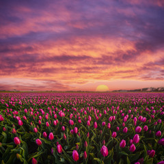Beautuful Sunrise over Field of Tulips