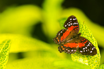 Exotic butterflies extreme macro shots in vibrant colors. Nympha