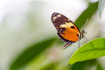 Fototapeta na wymiar Exotic butterflies extreme macro shots in vibrant colors. Papili