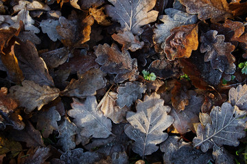 Frosted Leaves