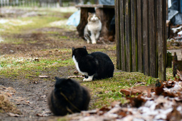Naklejka na ściany i meble Beautiful black cat outside. Cat is laying on the village's ground.