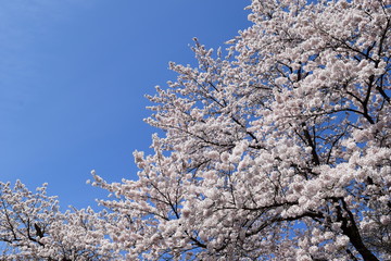 満開のサクラ