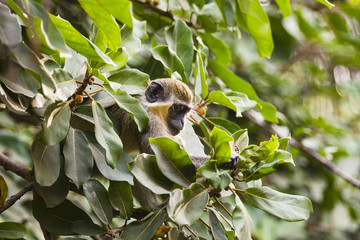 monkey looking for food