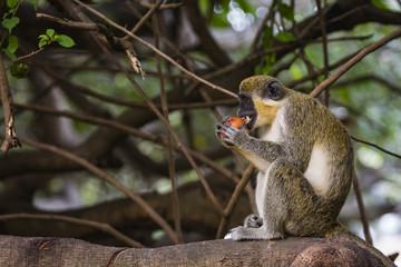 monkey eating a fruit