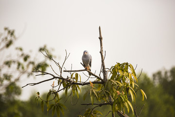 a lizzard buzzard on a branch