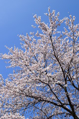 満開のサクラ