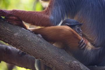 baby monkey in parents' lap