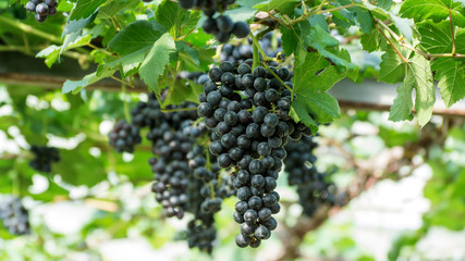 Bunches of ripe grapes in a vineyard.