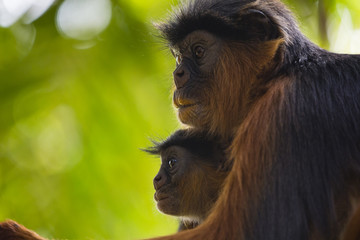 parent monkey holding young