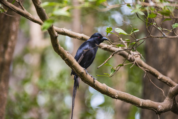 Piapiac in a tree