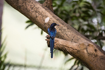 Naklejka premium Hoopoe in a tree