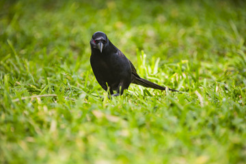 Piapiac in the grass