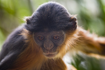 young monking looking into camera