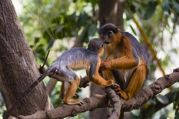 monkey parent and young