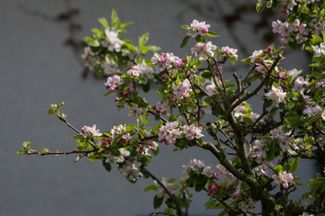 Apfelbaumblüten